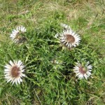 Silberdistel_neu